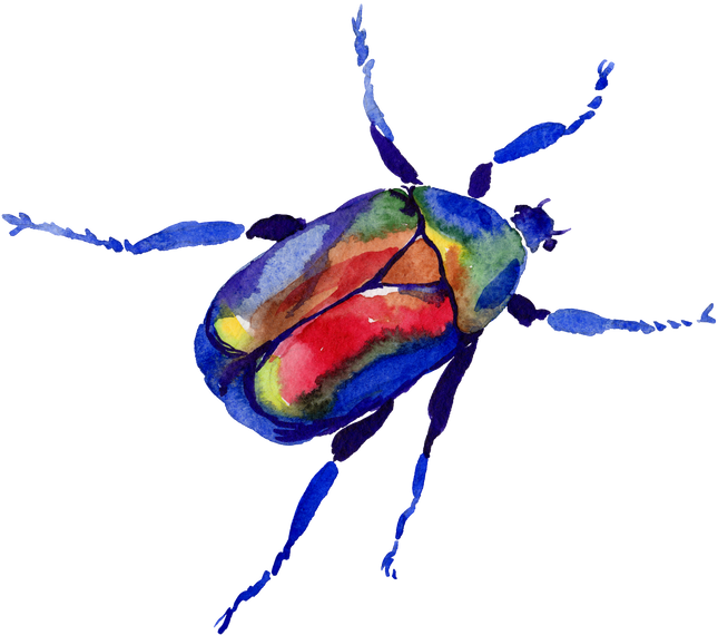 Beetle Matte Iron-On Transfer